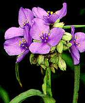 purple flowers storecompressed.jpg