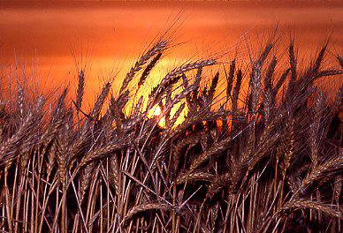 wheat4ss.jpg