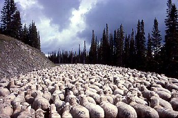 sheep1ss.jpg
