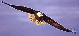 eagle5flightcomp.jpg