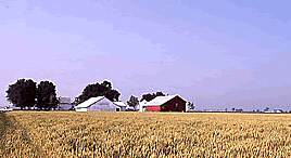 wheatfarmcomp.jpg