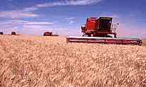 wheatharvestcomp.jpg